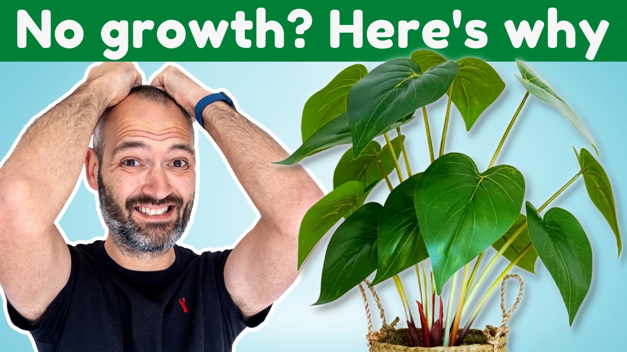 5 Reasons Your Plant Has Stopped Growing - YouTube