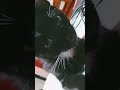 hello kittens #cat #vlog