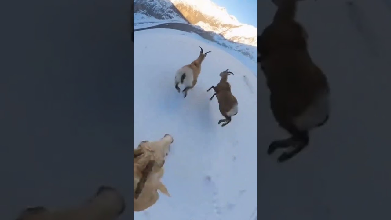 Life on Stones That Become Paths | Mountain Goat POV