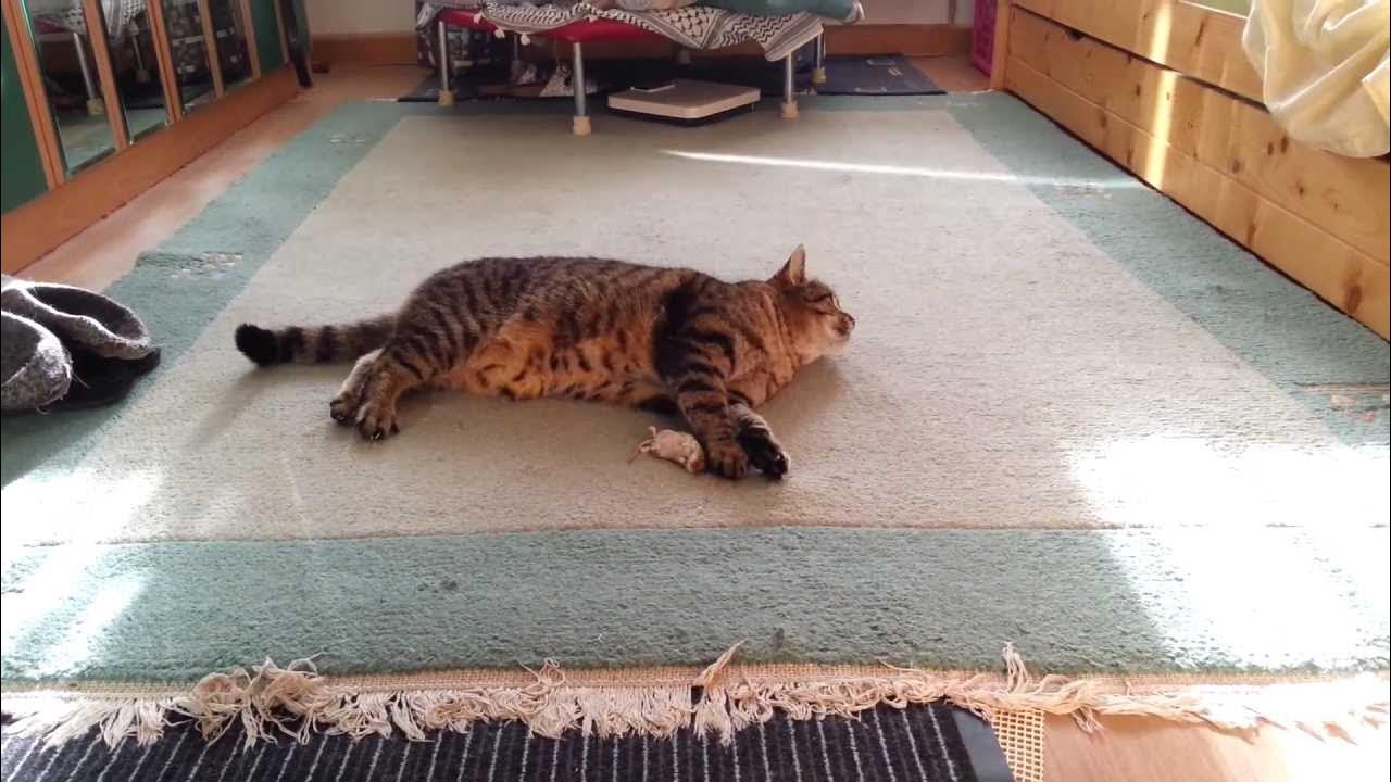 Katze bringt Maus, Cat brings mouse YouTube