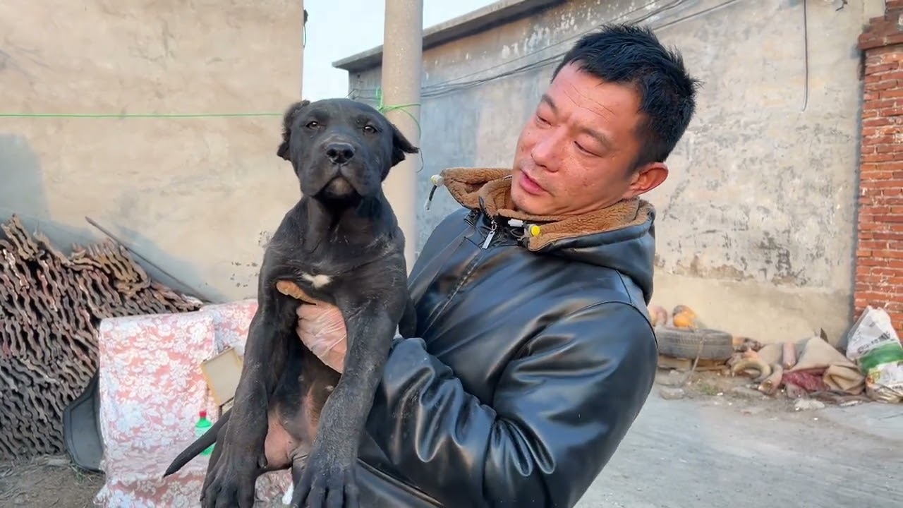 奥利奥和二毛小仔，小家伙耳朵拆线，可以出来玩耍了，#加纳利奥利奥 #普雷萨加纳利犬 #不养狗不知道养狗的乐趣 #大型犬的温柔 #沉默猛犬