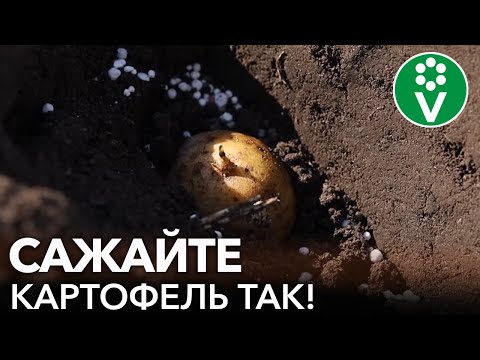 ЧТОБЫ КАРТОШКА УРОДИЛА, САЖАЙТЕ ЕЕ ТАК! Как и когда посадить картофель?