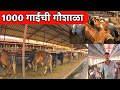 1000 गाईंची गौशाळा