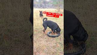 "Wait for the Attack Command! ⚡ Rottweiler Discipline at its Best. #GuardDog #Rottie"