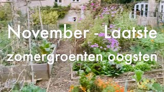 Ini's Moestuin #78 November: laatste zomergroenten oogsten, o.a zoete aardappel en Kaapse bes.