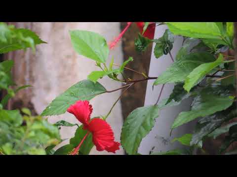 Hibiscus Flower Benefits and Uses - Rose of China | සපත්තු මල | වද මල