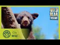 Cub Trauma | Wilde Bear Rescue S01E04 | Go Wild