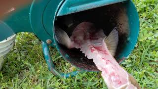 Making chum from grouper carcasses