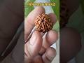 7 Mukhi Rudraksha for Shani dev & Laxmi ji #viralvideo #7mukhirudraksha #shanidevke #reels #shorts