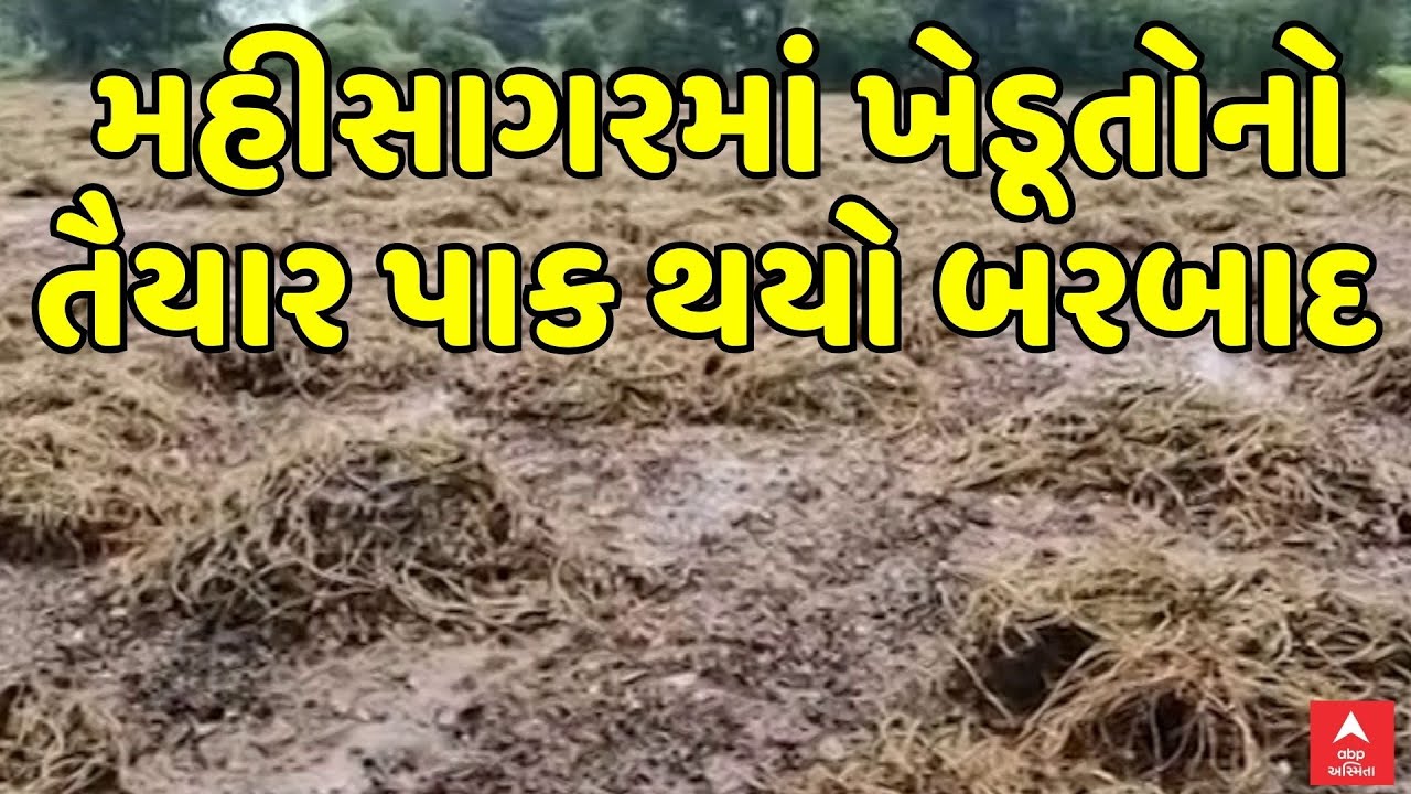 Mahisagar Rain | મહીસાગરમાં કમોસમી વરસાદ બાદ ખેડૂતોનો તૈયાર પાક થયો બરબાદ, જુઓ અહેવાલ