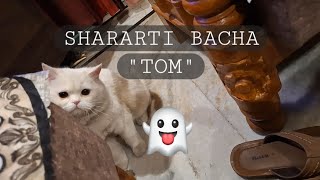 shararti bacha TOM (PERSIAN CAT)