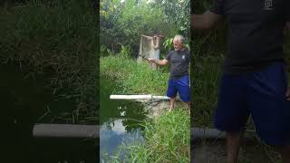 QUEM VAI PEGAR MAIS PEIXES ? ANZOL OU TARRAFA                  #shorts #caminhoparaumavidamelhor