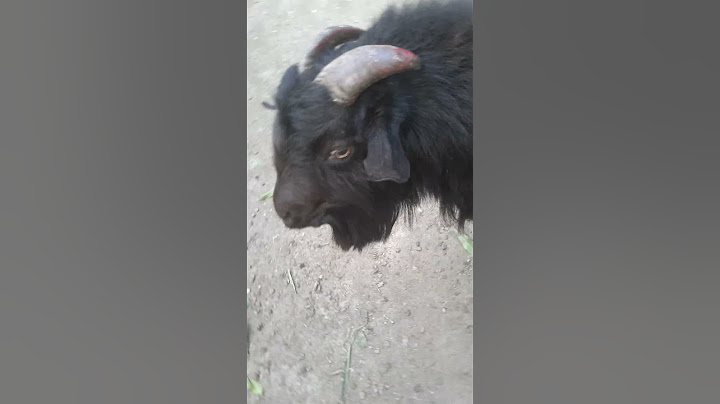 The heavy Goat