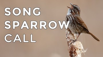 Song Sparrow Calls and Songs (2025) - Have you heard this bird before?