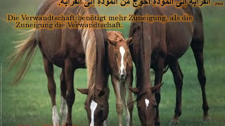Zitate zum Nachdenken-  von Imam Ali(A.s ). أقوى فيديو أجمل كلام  - كلام للإمام علي ع