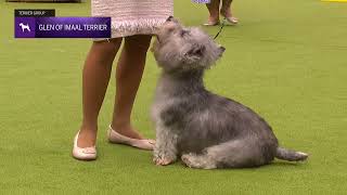 Glen of Imaal Terriers | Breed Judging 2024