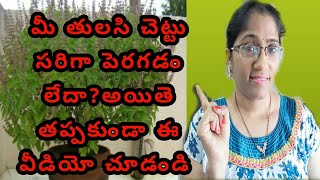 Tulasi plant growing tips/tulsi plant care/tulasi plant growing in telugu/tulasi mokka ela penchali