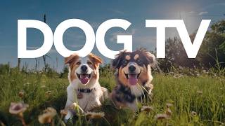 TV For Dogs - 20 Hours of Interactive Dog TV - Virtual Dog Walking Experience 🐕 by Calm Your Dog - Relaxing Music and TV for Dogs 3,783 views 4 months ago 20 hours