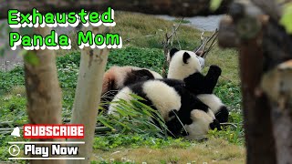 Taking Care Of Two Babies Makes Panda Mom Exhausted | iPanda