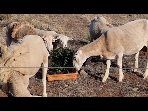 Cement Mixer Bonsai,