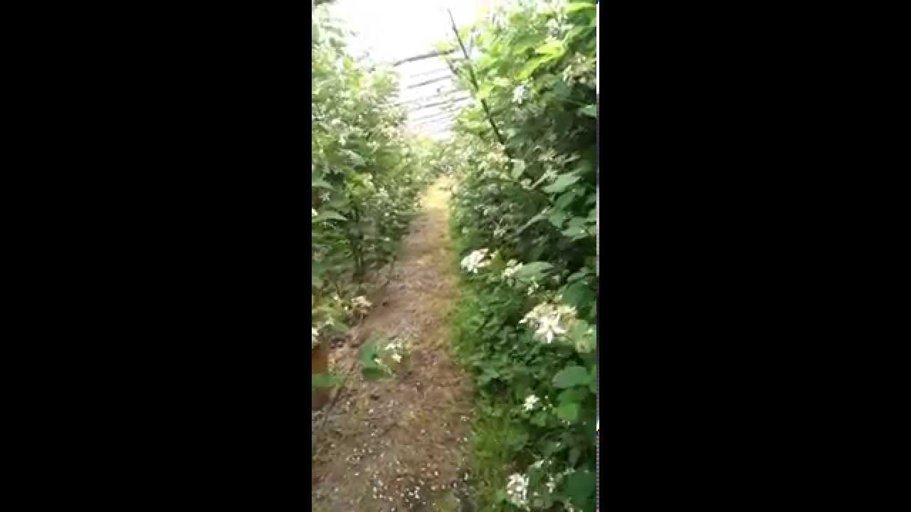 Ежемалина Логанберри цветение.