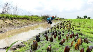 Wow big oyster in canal underground collect best videos by a fisherman skill Catch by hand some man