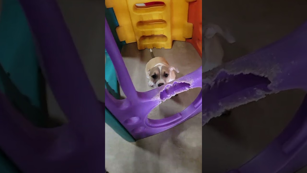 Uploads from Canine Campus Dog Daycare & Boarding