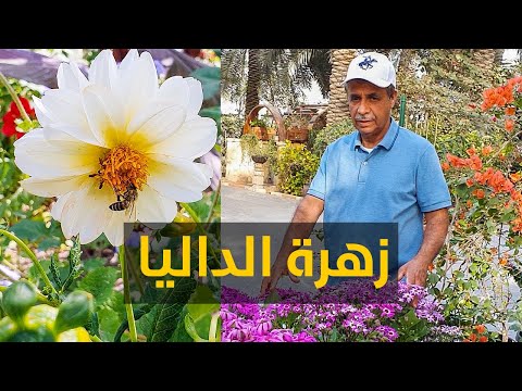 فيديو: التكهن بالزهور