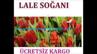 lale satış,lale yetiştiriciliği, \