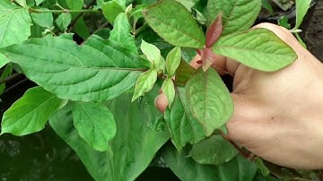 nhận biết phân biệt và tác dụng 2 loại cây cỏ xước và ngưu tất