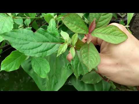 Video nhận biết phân biệt và tác dụng 2 loại cây cỏ xước và... - youtube