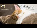 Relaxing Music for Cats - Deep Sleep Music, Peaceful Piano Music, Stress Relief