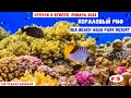 Кораловый риф в отеле Sea Beach Aqua Park Resort | Январь 2022 | Часть 15-я.