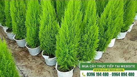 Cây 230048 - Bán cây tùng thơm cao 40-60-80-100cm