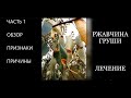 Как бороться с ржавчиной листьев на груше. Самый эффективный способ. Часть 1