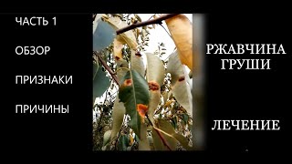 Как бороться с ржавчиной листьев на груше. Самый эффективный способ. Часть 1