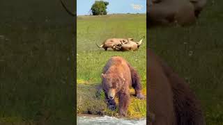 Grizzly Bear by the River While Lions Clash in the Background | Wild Contrast