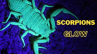 Why do scorpions glow in the dark?