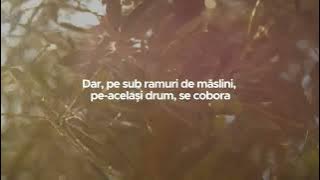 ☆Negativ 2025☆ Marius Din Barbulesti- Trecand Padurea De Maslini ❗️