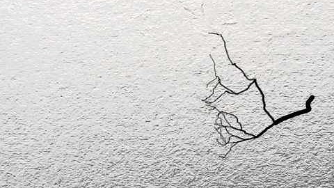 Fractal branching for sophie