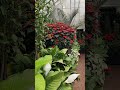 The Greenhouse at Biltmore Estate Decorated for Christmas #BiltmoreEstate #mycarolinagarden