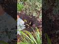 Growing Daffodils in Zone 9B
