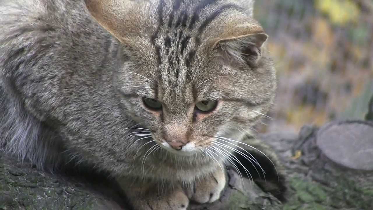 Żbik - wildcat - дикая кошка - Zoo Łódź 2013 ᴴᴰ - YouTube