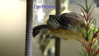 New addition to the family, Florida Red Bellied Cooter