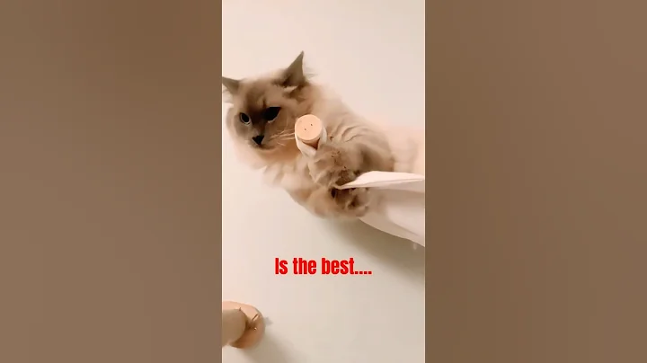 Video 11771411: cats catlover funny meow, catlover meow funny cute, birman cat meowing, cat feather, cat playing meow