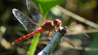 Where in the World do Dragonflies Live? with Entomologist Jessica Ware by American Museum of Natural History 14,989 views 1 year ago 5 minutes, 50 seconds