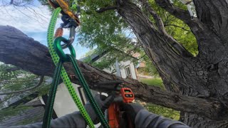 Honey Locust Prune in 2 Minutes