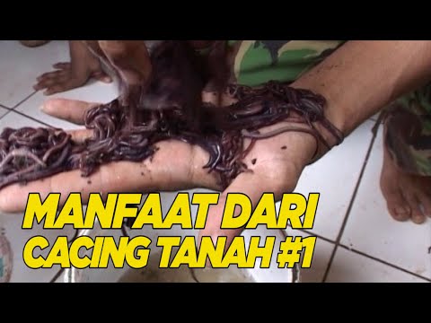 Video: Apakah cacing baik untuk dimakan?