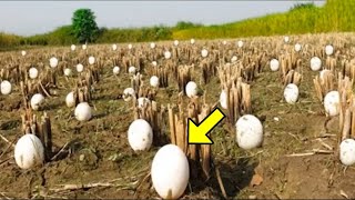 Çiftçi Ekinlerinin Arasında Gizemli Yumurtalar Gördü. Yumurtadan Çıkanları Görünce Çok Ağladı