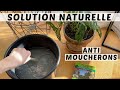  liminer les moucherons des plantes dintrieur  jai test les nmatodes  solution naturelle